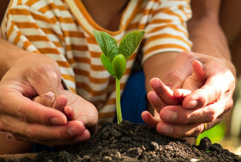 adult and child hands planting a seedling