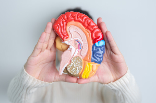 Exploring the Complexity of the Human Brain: 5 Recent Discoveries in Neuroscience