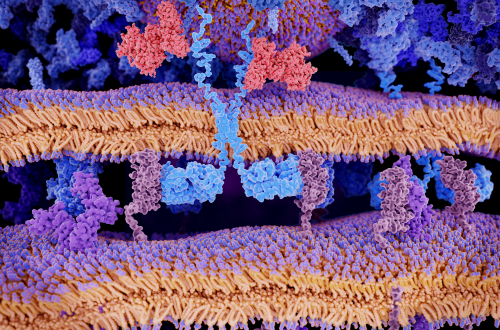 The-Role-of-Immunotherapy-CROs-in-Blood-Cancer-Treatment_featured